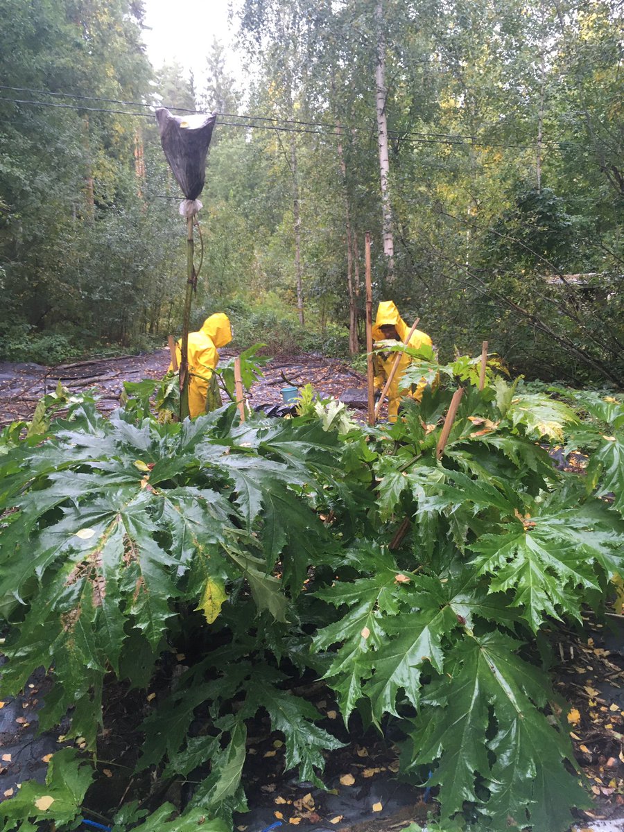 TerhoHyvonen's tweet photo. Time to finish our four-year field experiment on controlling Giant Hogweed by different kinds of mulches. @VieKasLIFE @LukeFinlandInt #Heracleum #biodegradablemulch #glyphosate https://t.co/XFUj5IZudX