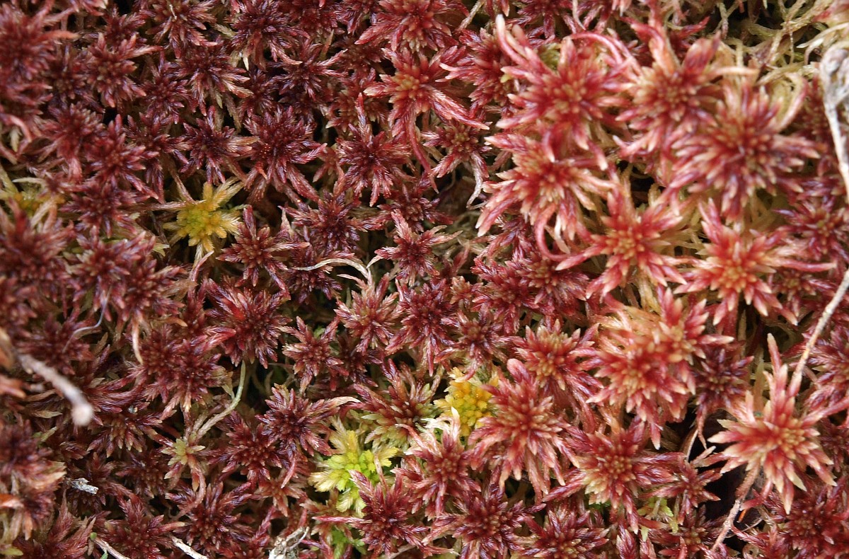 queenofpeat's tweet photo. I love bogs for a million reasons. Meet Sphagnum, the beautiful peat mosses. Did you know they are killers? They fling acid/protons into their environment, making life difficult for other plants. This slows decay, stores carbon, and turns bogs into archives and storytellers. https://t.co/6xwXzfAn8n