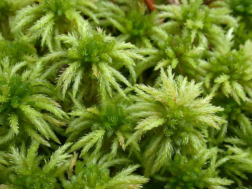 queenofpeat's tweet photo. I love bogs for a million reasons. Meet Sphagnum, the beautiful peat mosses. Did you know they are killers? They fling acid/protons into their environment, making life difficult for other plants. This slows decay, stores carbon, and turns bogs into archives and storytellers. https://t.co/6xwXzfAn8n