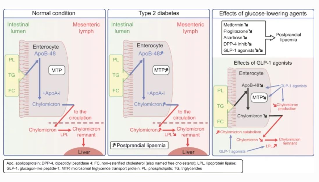 Diabetologia tweet media