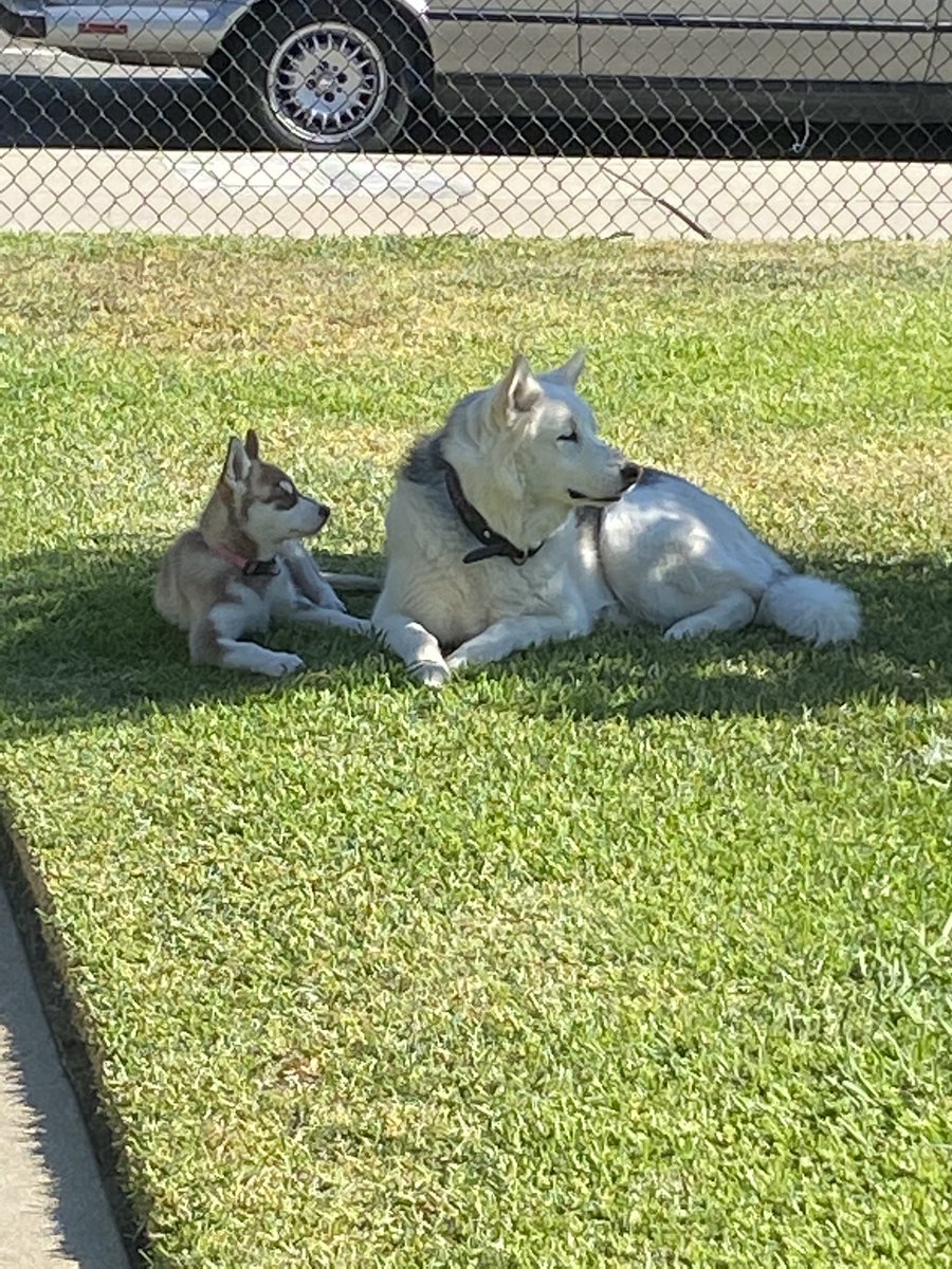notlemonbread's tweet photo. @tortillachipfan my dogs (: https://t.co/TQYJSKBqxc