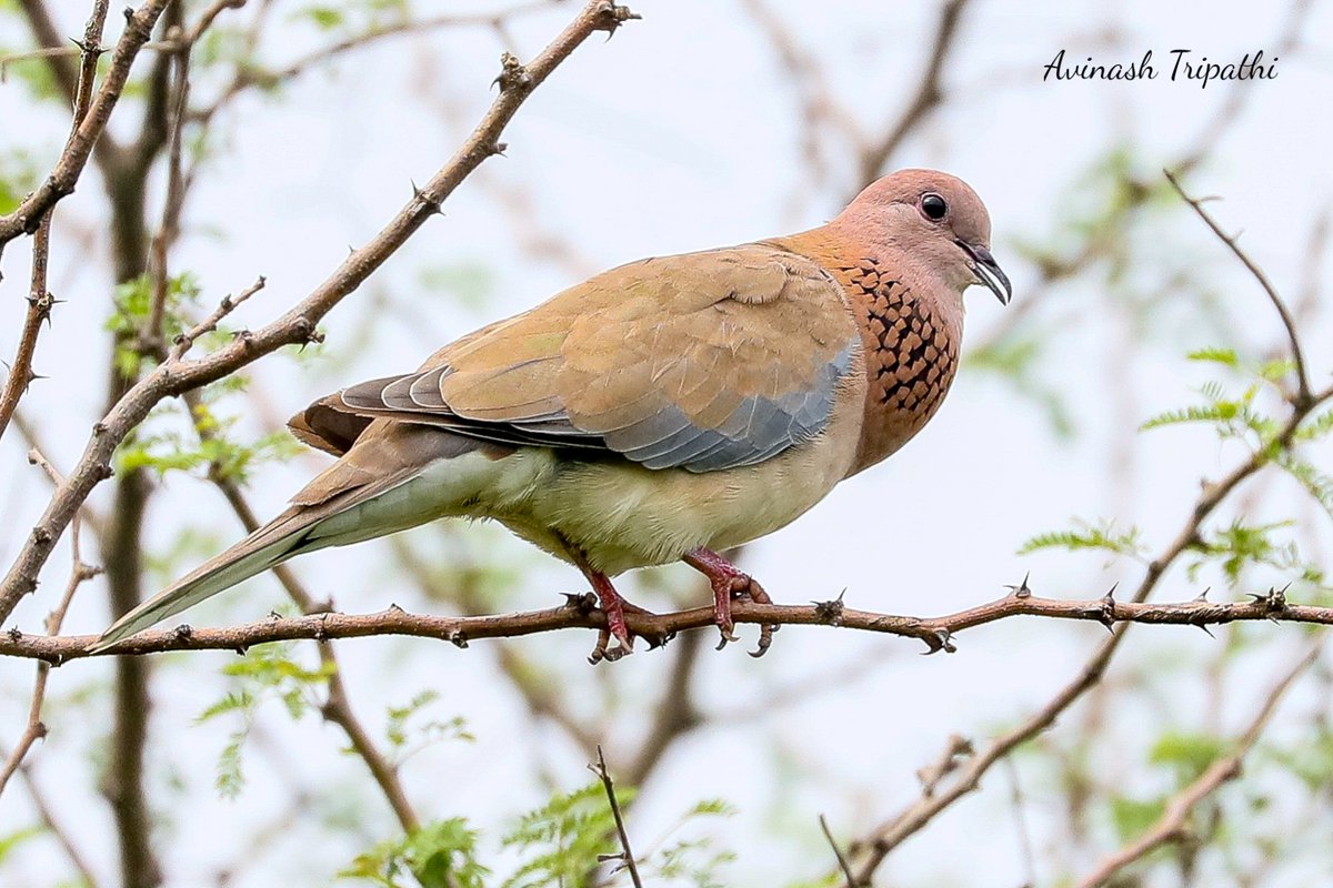 While you're busy looking for the perfect person, you'll probably miss the imperfect person who could make you perfectly happy.

#LaughingDove
#AsolaBhattiWildlifeSanctuary
#BirdPhotography 
@natgeowild @wwf_uk @DEFCCOfficial @joinprasun @NatGeoPhotos @tourismgoi @UNBiodiversity