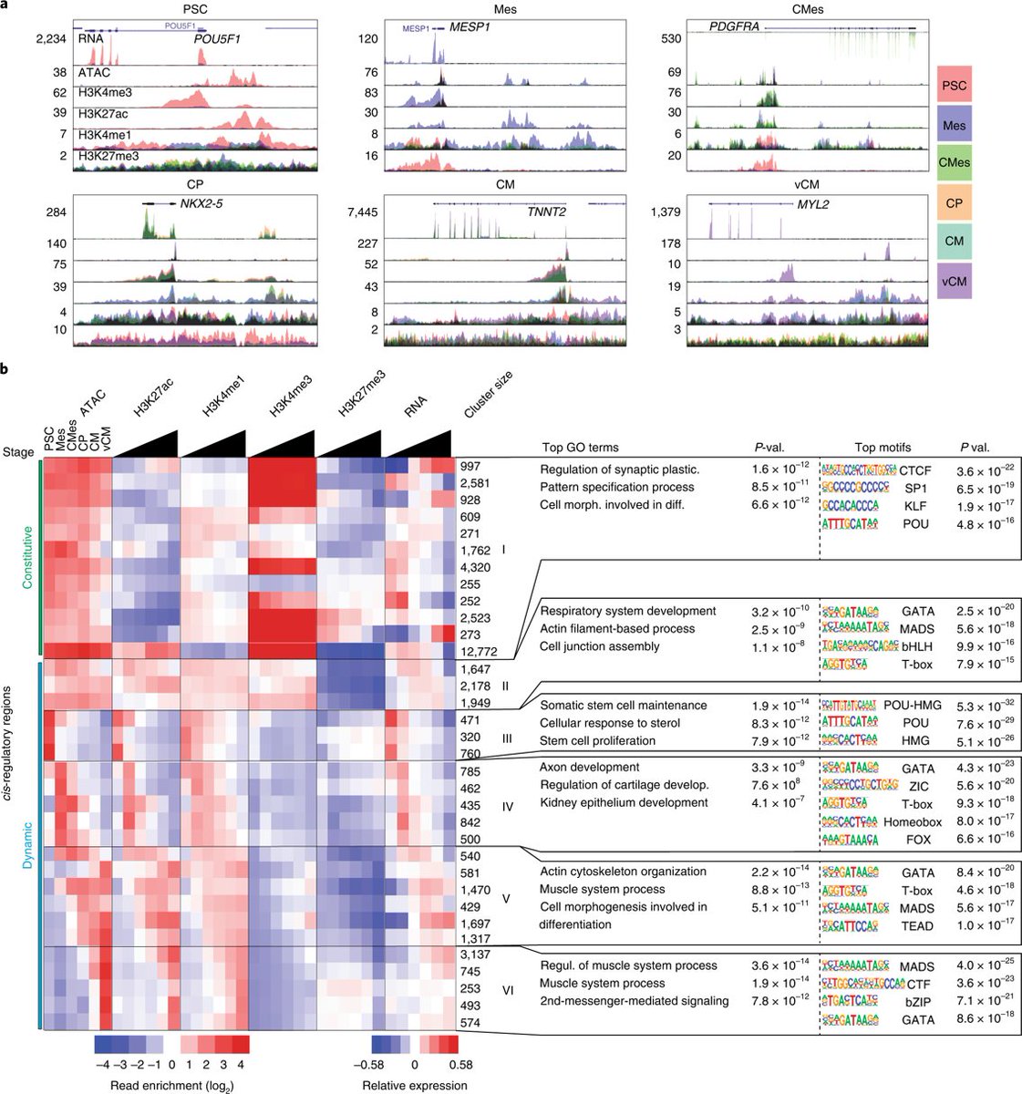 Nature Cardiovascular Research (@naturecvr) on Twitter photo Research|Destici,Zhu et al.identify #human-gained heart #enhancers contributing to human-specific cardiac traits, through a comparative #epigenomic analysis of human and mouse #cardiomyocytes at early stage of #development. <a href="/UCSD/">UC San Diego</a> <a href="/CEpigenomics/">Center for Epigenomics @ UC San Diego</a>
rdcu.be/cVFa8 Research|Destici,Zhu et al.identify #human-gained heart #enhancers contributing to human-specific cardiac traits, through a comparative #epigenomic analysis of human and mouse #cardiomyocytes at early stage of #development. <a href="/UCSD/">UC San Diego</a> <a href="/CEpigenomics/">Center for Epigenomics @ UC San Diego</a>
rdcu.be/cVFa8