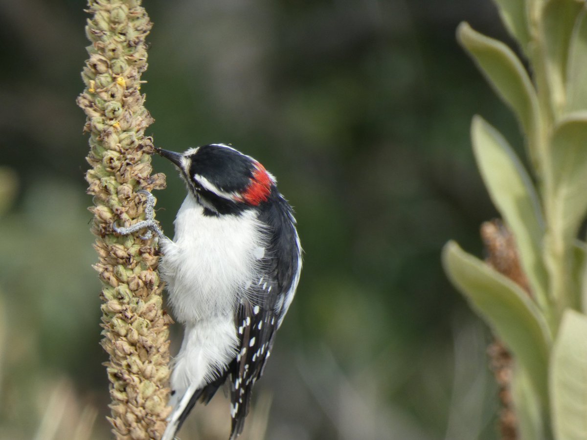 BRotness's tweet photo. More pix of a beautiful Downy woodpecker, who stayed on this mullein for a long time, not the typical pecking of 'wood' you see with woodpeckers😄
#birding #birds #nature
#BirdsSeenIn2022 
#TwitterNatureCommunity #wildlife https://t.co/gtS5VOJw24