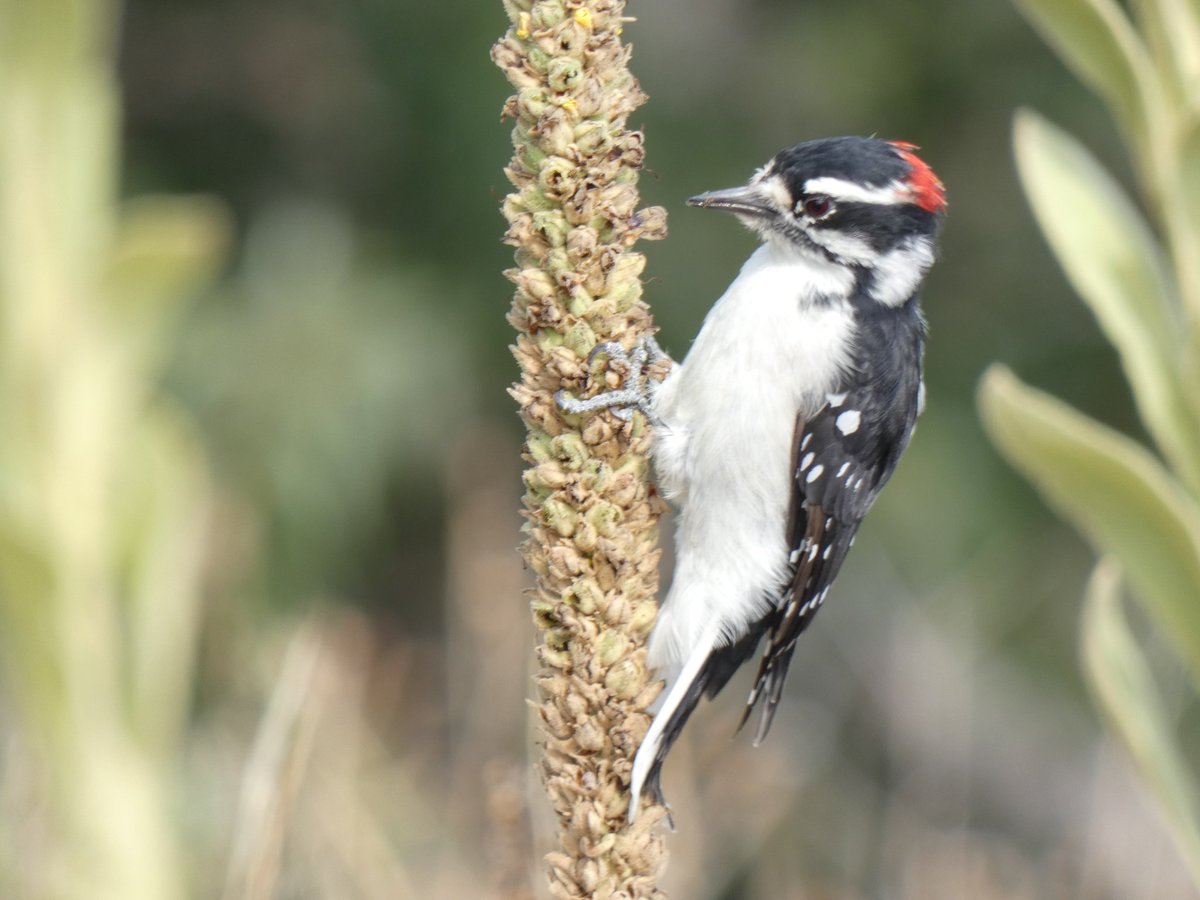 BRotness's tweet photo. More pix of a beautiful Downy woodpecker, who stayed on this mullein for a long time, not the typical pecking of 'wood' you see with woodpeckers😄
#birding #birds #nature
#BirdsSeenIn2022 
#TwitterNatureCommunity #wildlife https://t.co/gtS5VOJw24