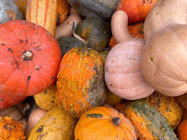 🎃 It’s never too early to start your pumpkin planning, and we’ve got you covered with a list of where to get these gourd-ous squashes in today's newsletter! 🍂⁠ 

us14.campaign-archive.com/?u=47857f2c492…