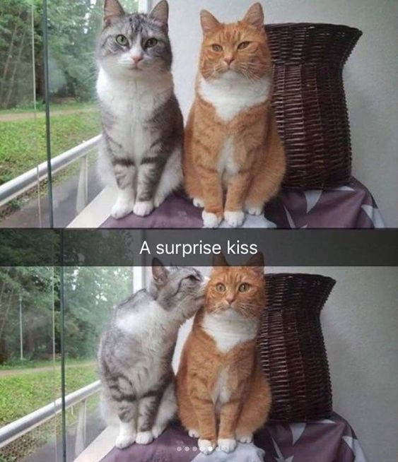 WholesomeMeme's tweet image. 