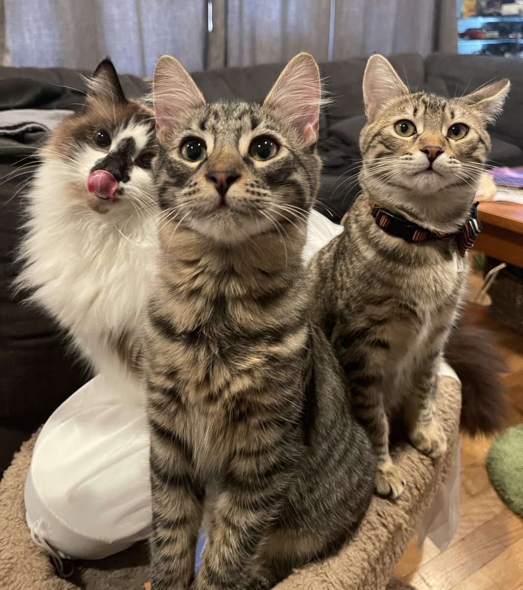 Andrea56822453's tweet photo. ☀️Good morning friends!☀️This #ThrowbackThursday picture is from last October 2021 of the three meowsketeers, Badger, Sunny and Basil.  Have a wonderful day!❤️❤️❤️
#CatsOfTwitter #cats #FluffyFursday https://t.co/81CVXcnBG8