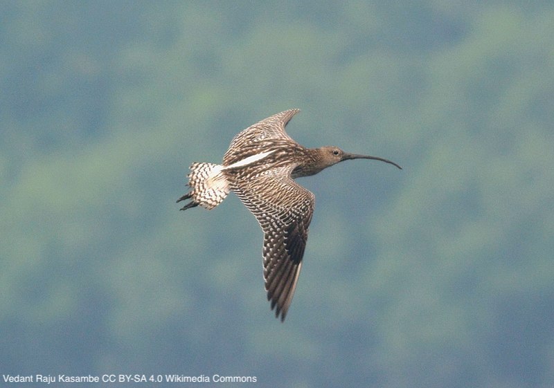 Assessing potential conflicts between offshore wind farms and migration patterns of a threatened shorebird species | doi.org/10.1111/acv.12… | @AnimalConserv | #ornithology #shorebirds #waders