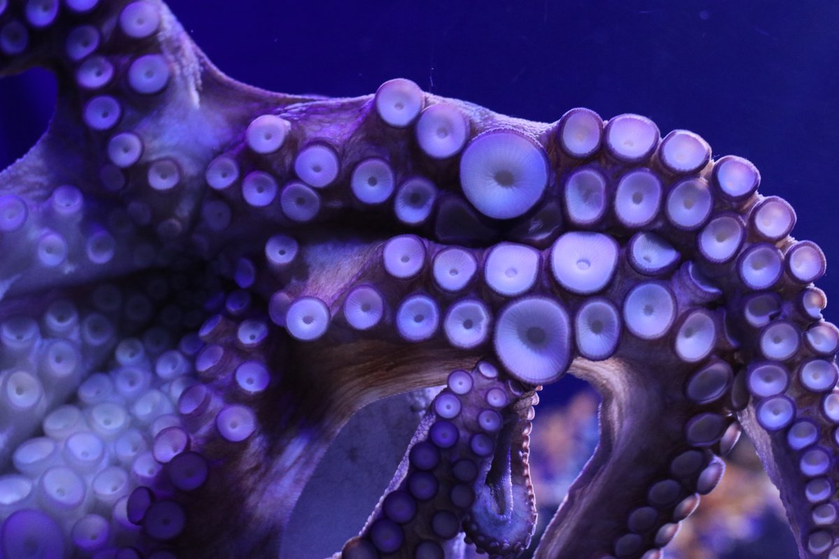 MLRProject's tweet image. Does an octopus have arms or tentacles? 🐙🧐