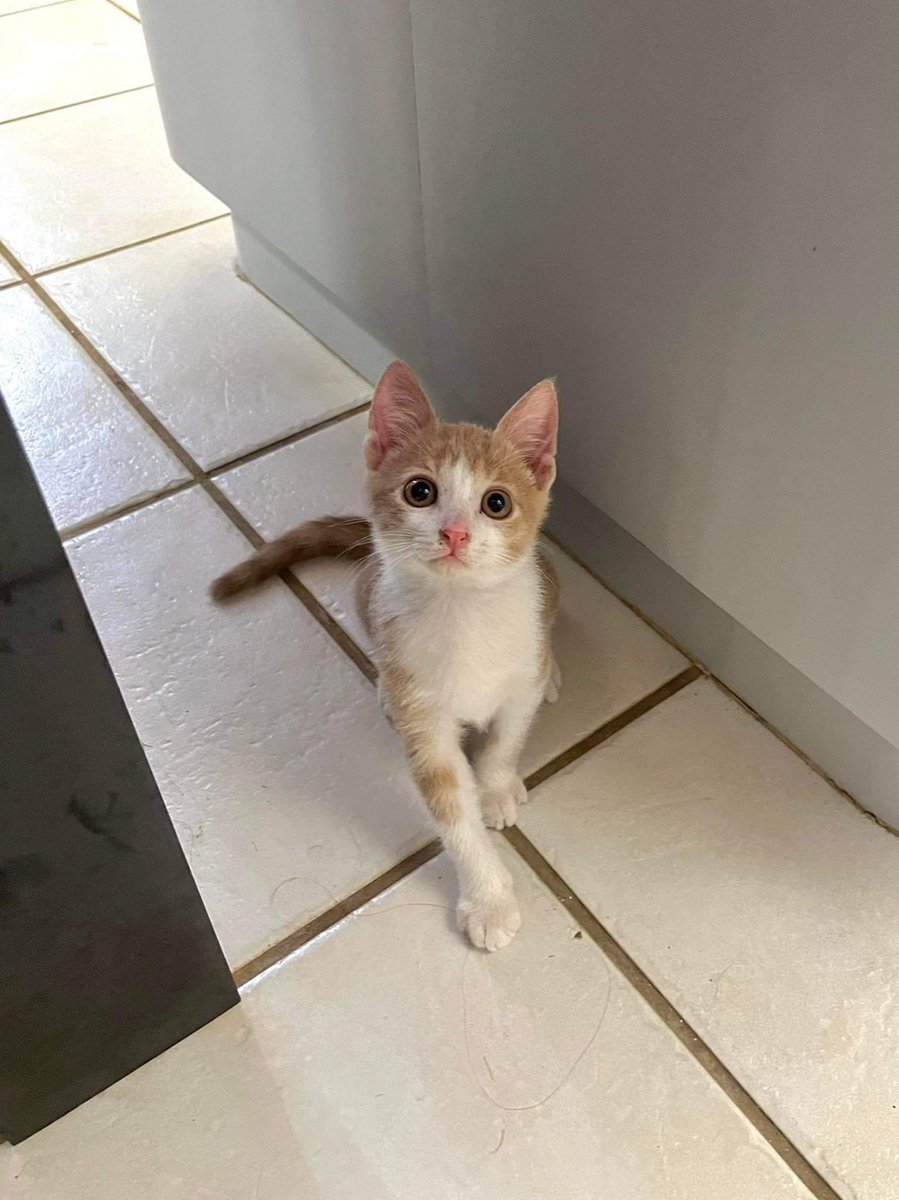 WilMochileando's tweet photo. Gente, necesitamos a alguien que vaya de viaje desde Puerto Rico a Washington DC y le de pon a Sebastián para encontrarse con su nueva familia. Se le provee todo para ella y lo llevamos al aeropuerto, nos pueden escribir a info@sasfapr.org. ¿Me ayudan a encontrar a alguien? 🫶🏽✈️ https://t.co/7Ryo3EUrgY