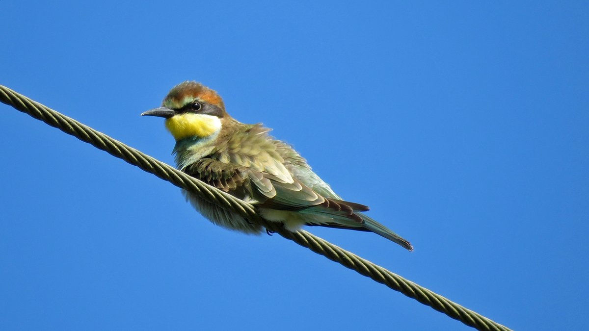 PoppylandNature's tweet photo. A few photos of one of the juvenile Bee-eaters from the breeding colony at Trimingham taken in late August. https://t.co/4S3dPMh4Ba