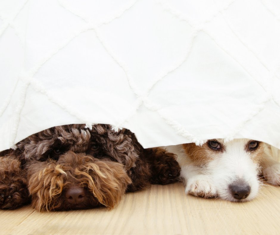 Eastside Animal Hospital tweet media