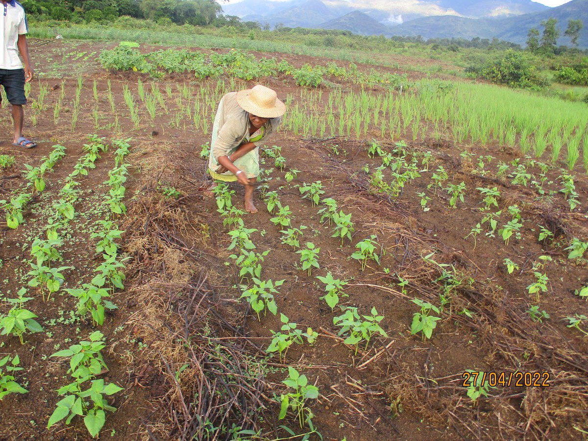 SEEDMadagascar's tweet photo. 1/2: Despite heavy rains and difficulties #growingcrops this season, here Naita, one of our independent #beekeepers, who SEED supports through Project Renitantely, is showing us how itโs done. This before and after shows how much difference reliable weather makes! โ๏ธ After ๐๐ผ https://t.co/iMXnk83Uz2