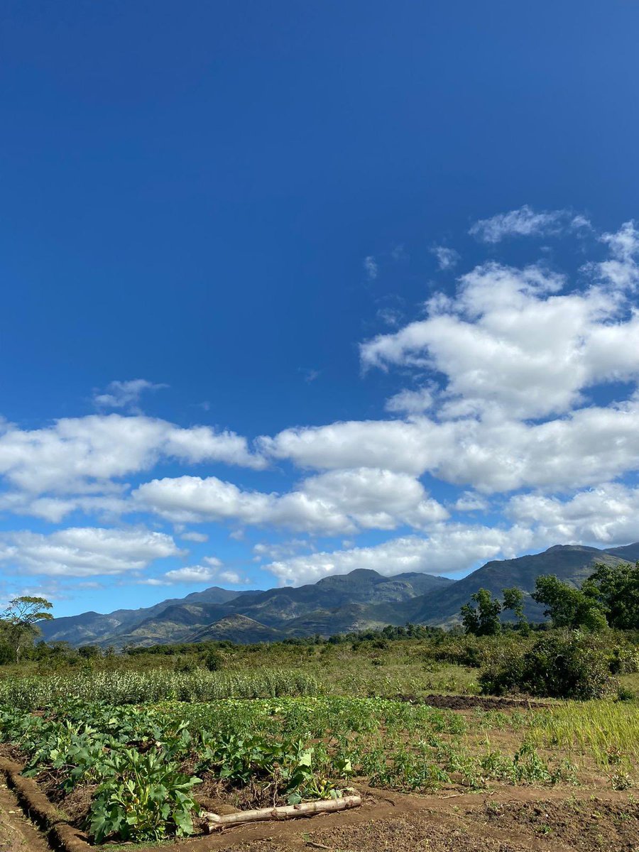 SEEDMadagascar's tweet photo. Back in April, Naita planted a variety of crops to provide #forage for her #honeybees. Two months later and the crops have flowered, providing food not only for the bees, but to benefit herself and her family too. Not a bad backdrop for a #vegetableplot hey! 🌱🥕🌽
#beekeeping https://t.co/AUEszgVNRZ