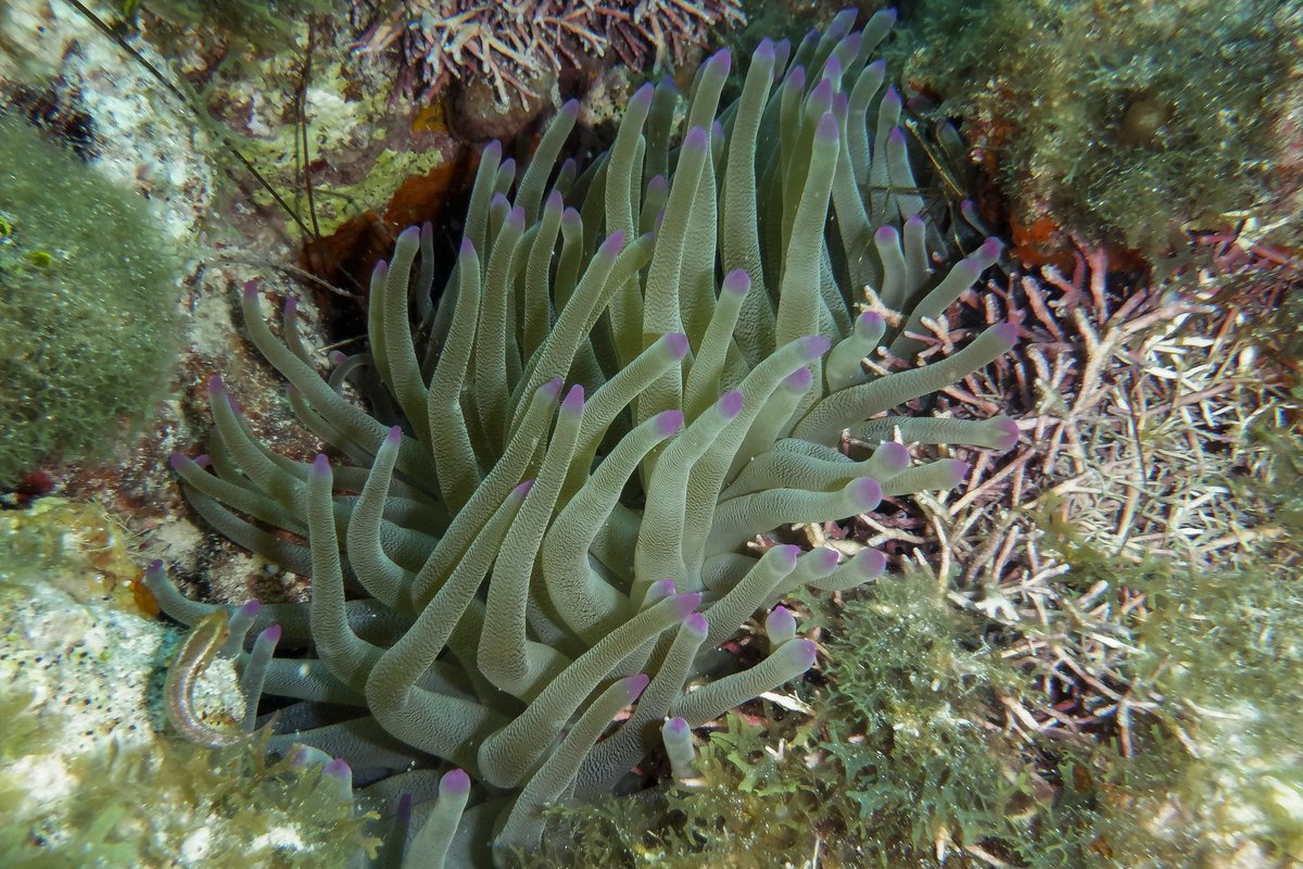 Y, como si fuera poco, tenemos la tercera barrera de coral más grande del planeta en el Archipiélago de San Andrés, Providencia y Santa Catalina. #SomosPotenciaEn estos sumideros de carbono importantísimos para aportar a las metas globales de #CambioClimático.