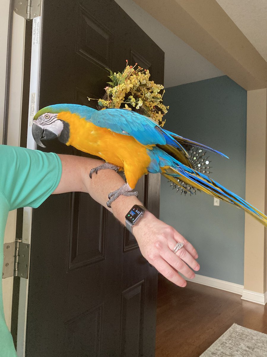 clasen16's tweet photo. Door knocking Woodbury means you never know who will come to the door! Birdie want a cracker 🦜 #Campaign #woodburymn #minnesota #DFL #parrot #knockknock #whoisthere #countycommissioner #elections2022 https://t.co/uPEwpygPFS