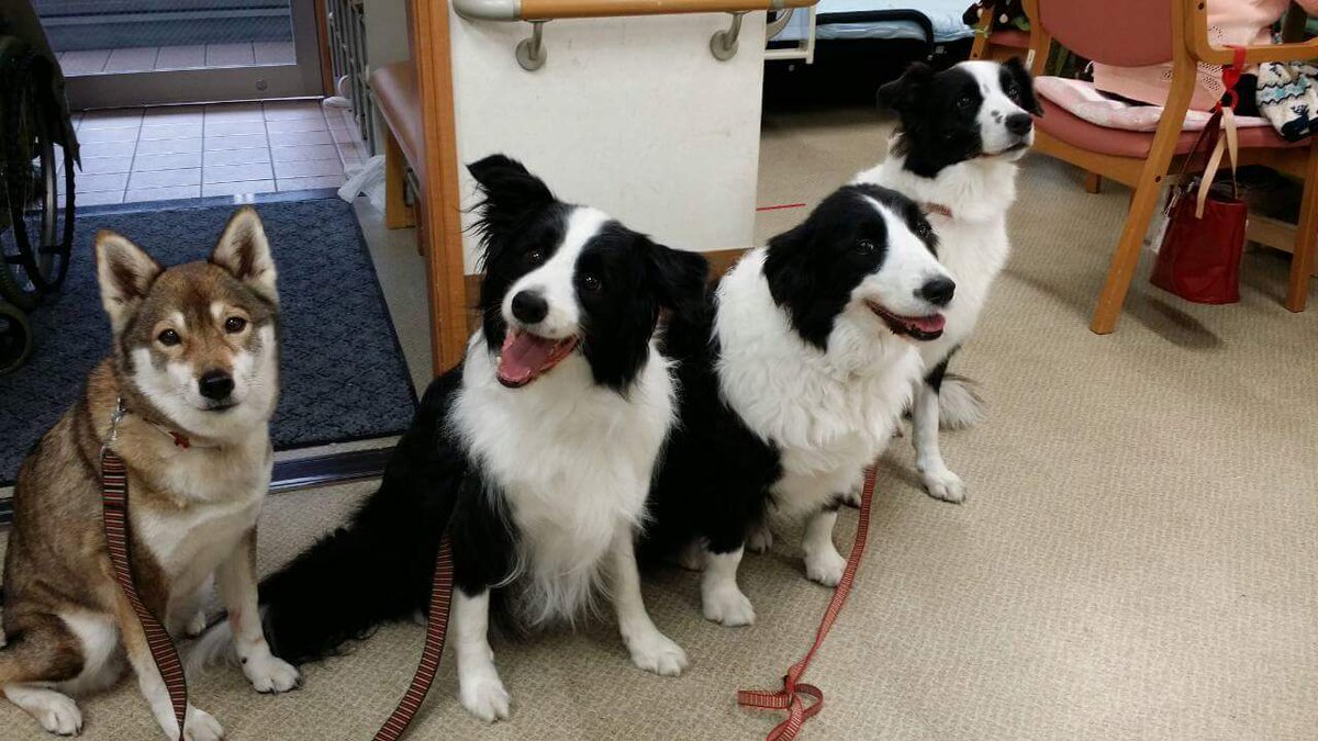 youko_reo's tweet photo. おやすみなさい🌉
#ボーダーコリー 
#bordecollie
#vape #モンハン募集 https://t.co/1o8MMrVIeT