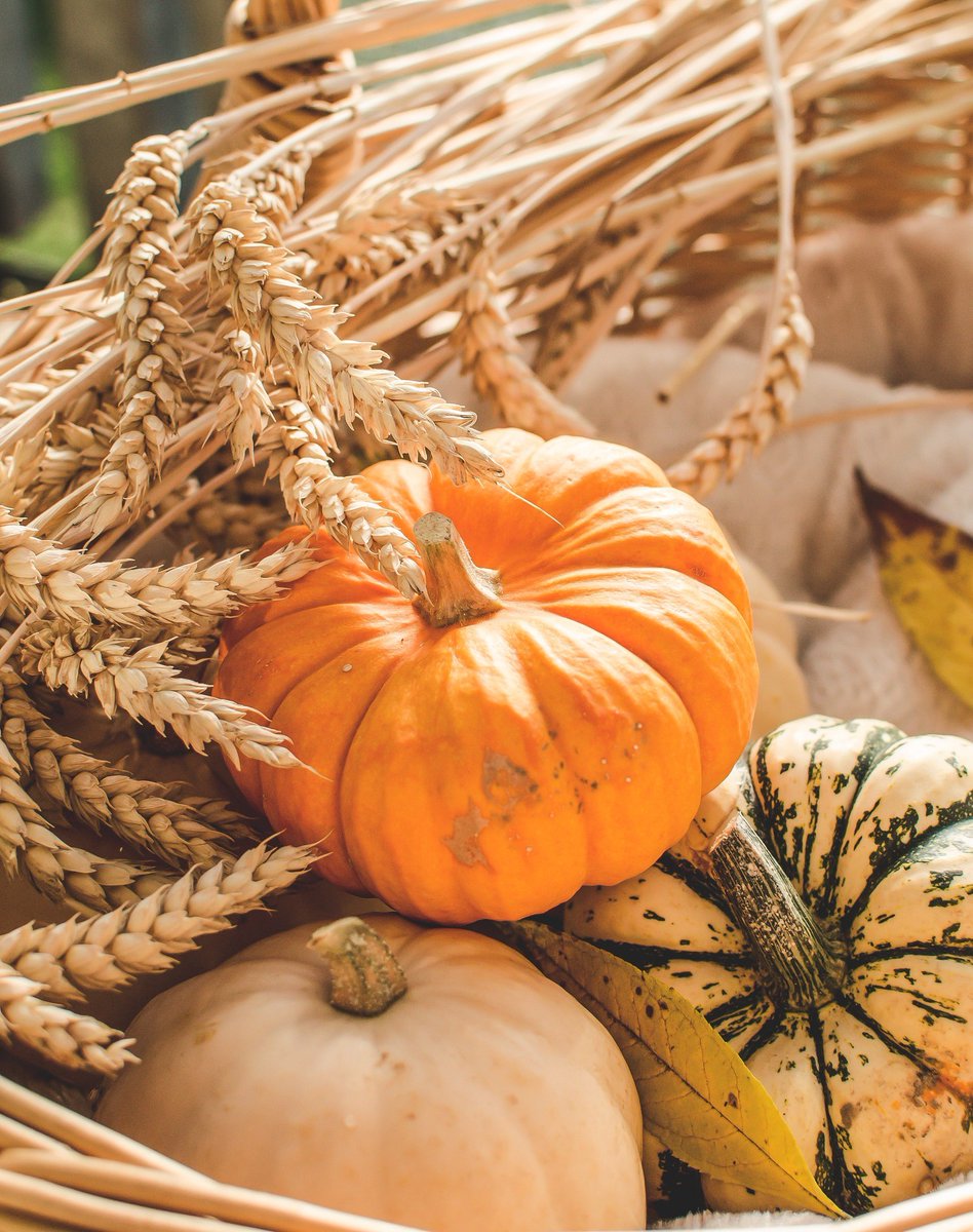 Fall is the season of pumpkins—but it’s also the season of embracing creativity, beauty, and all things bright. #autumn #fall #smallbusiness #gooddays