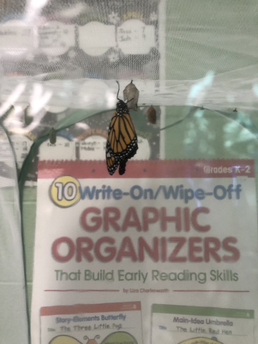 New arrival!!!  🦋.  Came in at 7 and checked our little nursery.  All was quiet.   Went and did some paperwork, turned around and this beauty arrived at 7:40a.m.    It never gets old…..  #UnionSTEAM