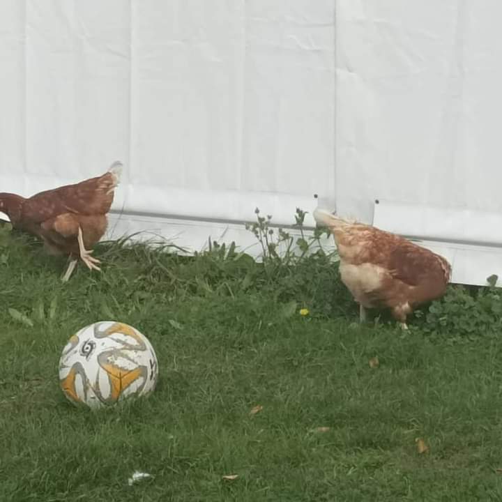 Time&Space Learning tweet media