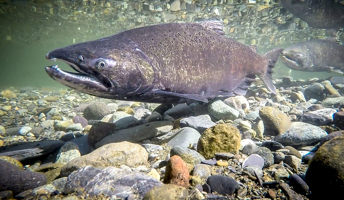 salmon_net's tweet photo. Research found winter-run Sacramento River Chinook #salmon acclimation to warm temperatures limited growth and metabolic capacity. 
@cjfas @KZEcofishiology
https://t.co/iIrzdMPVUi 

Interesting connection to a spotlight assessing why salmon are smaller.
https://t.co/aIbyJROe8Z https://t.co/0uNtULOvyZ