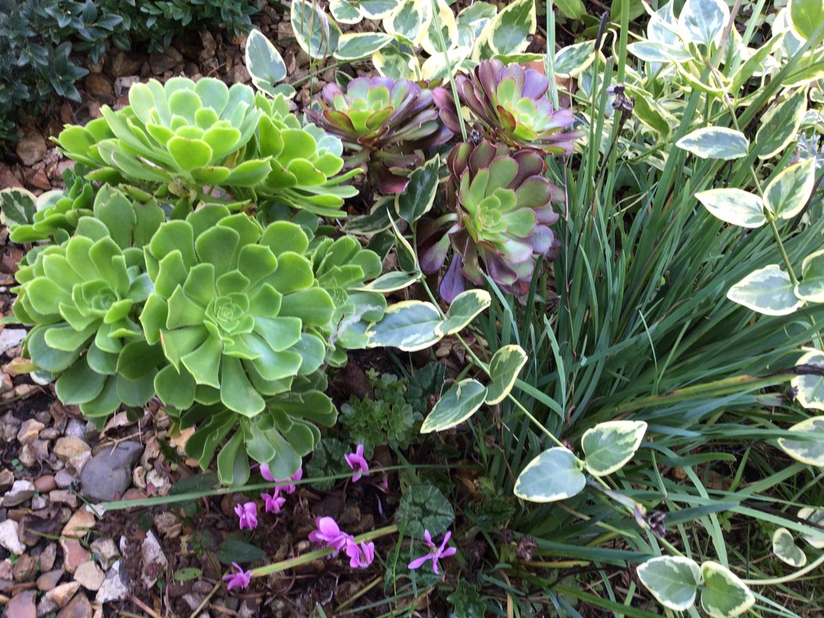 jobutlerthomas's tweet photo. #midseptember      Good Evening . Noswaith dda 
#StayPositive    #NaturalBeauty    #garden https://t.co/JYjhNG7fwE