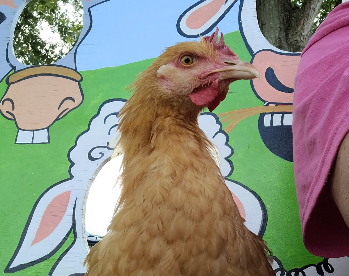 bentonfarms's tweet photo. This weekend 9am to 4pm Saturday and Sunday https://t.co/UWNNZIG0D4