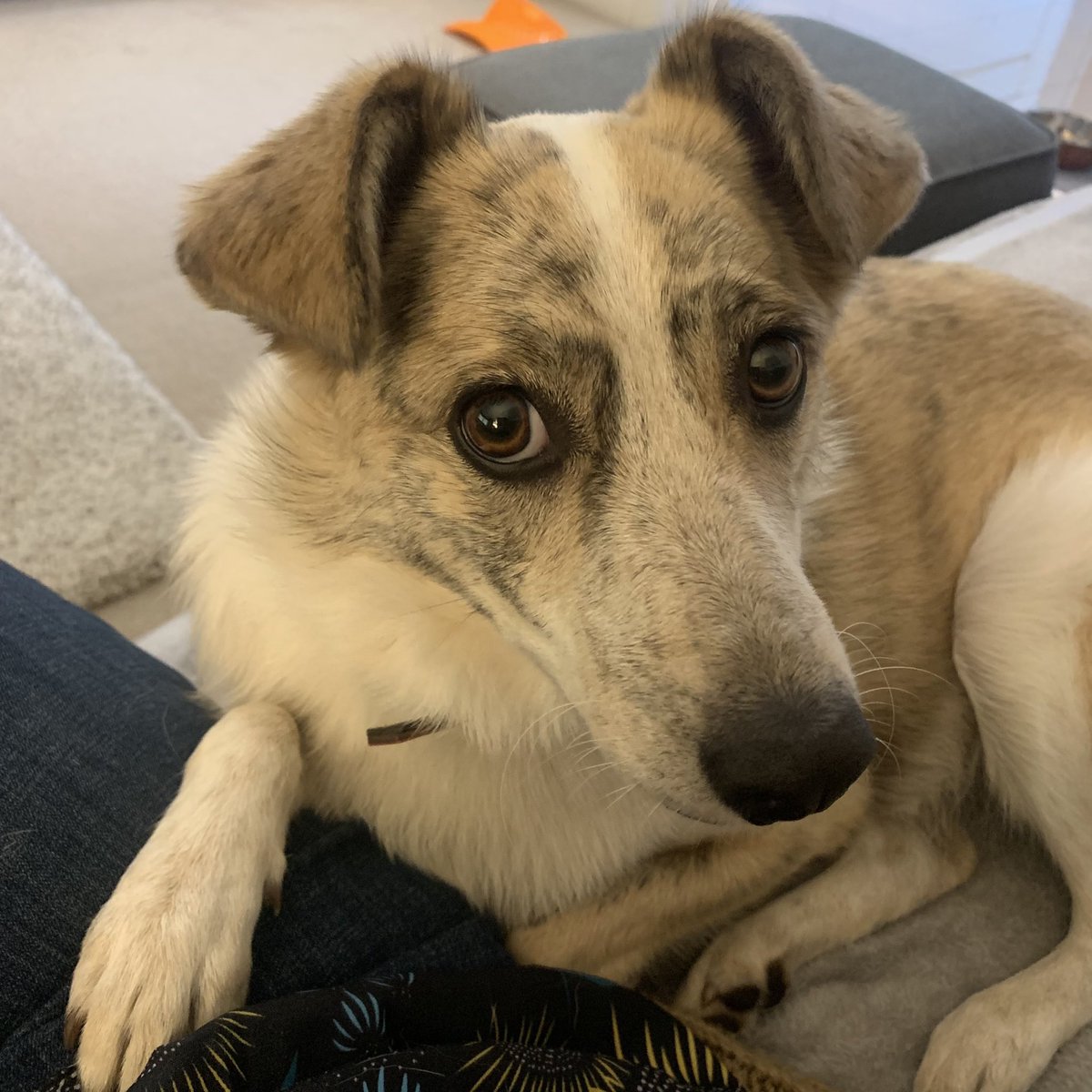 They just know, don’t they?
Even when they’re very much a ‘give me my space’ and not even slightly snuggly or affectionate dog like our Harley, they just know when you need a cuddle.
#bitofaweek #dogcuddles #myfluffybestie #dogsarethebest