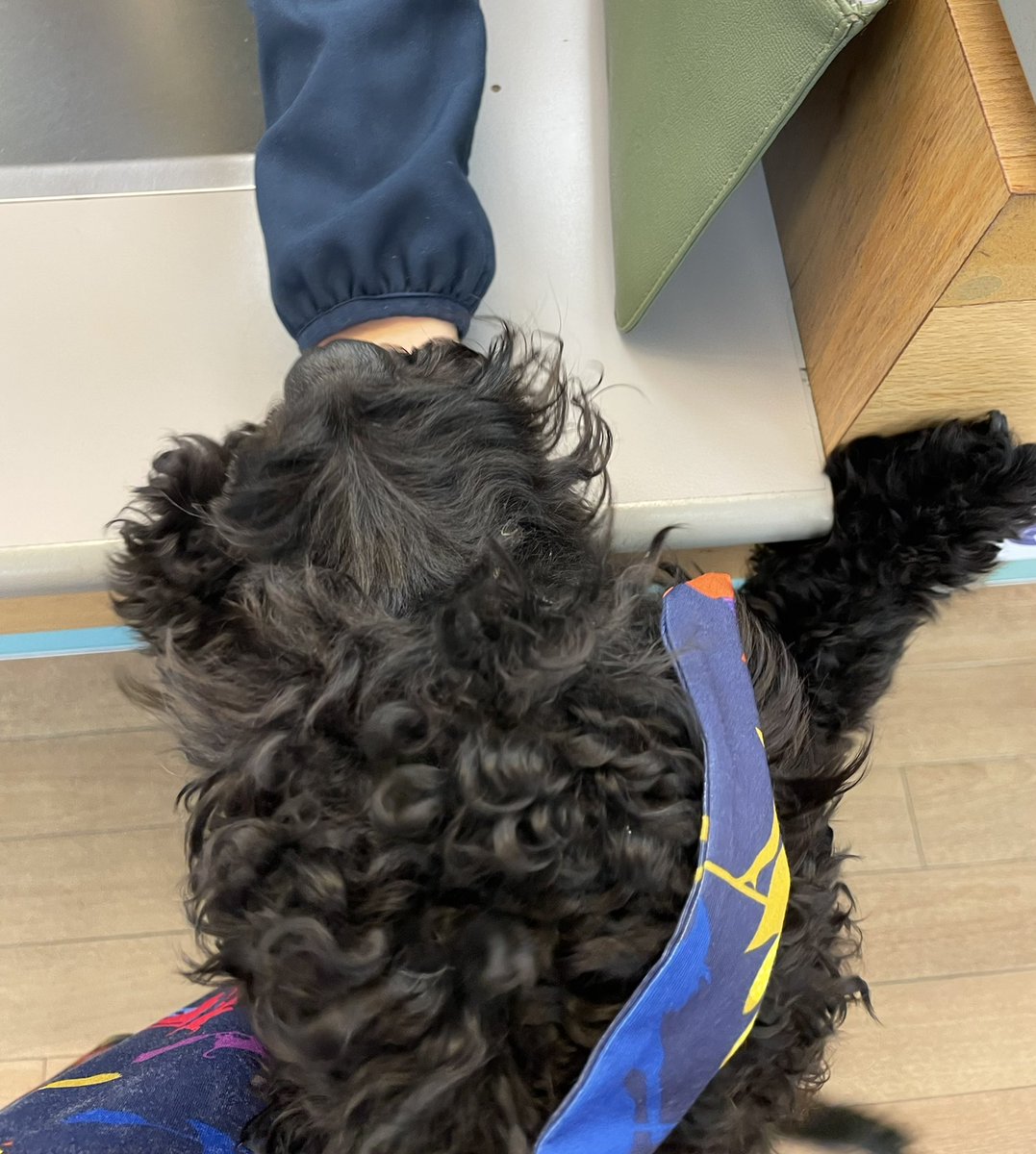 InSybill's tweet photo. I helped mummy do the banking for her shop today. I got lots of cuddles and a biscuit. Mummy says it’s not fair. Humans don’t get biscuits for doing the banking! #erinnews #notjustapapershop #shopdog https://t.co/dUfCm05qjd