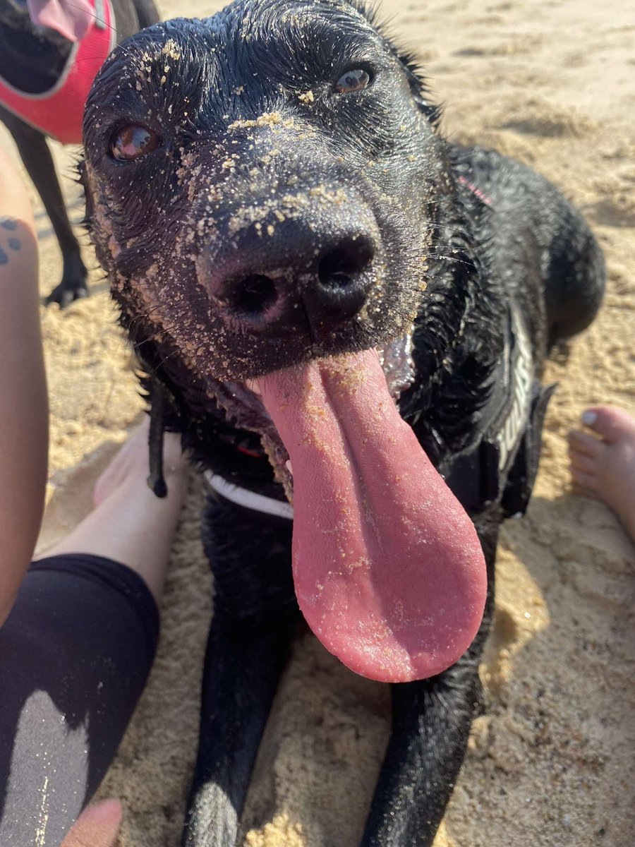 JessicaEmiliou's tweet photo. Two happy doggos on the beach🏖❤️ https://t.co/i6dNNHb4eH