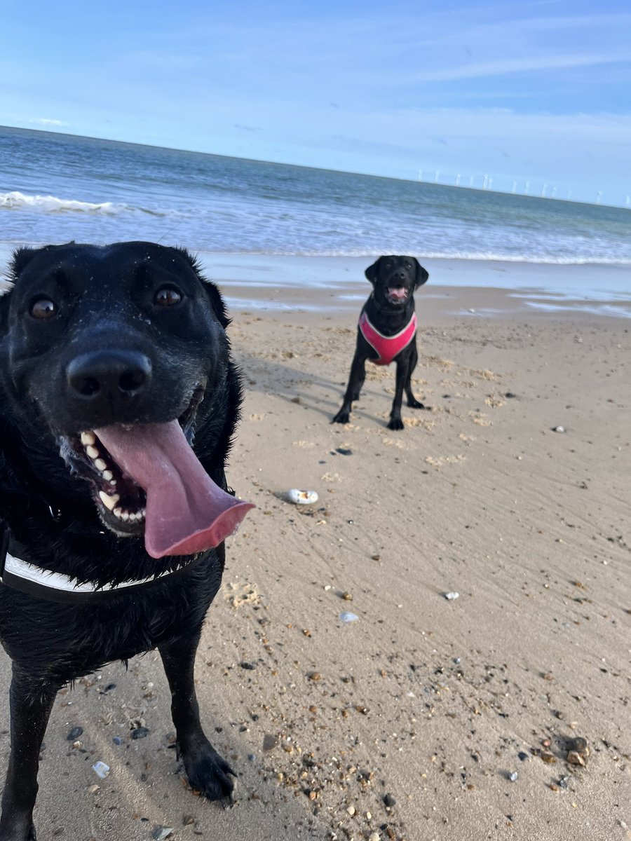 JessicaEmiliou's tweet photo. Two happy doggos on the beach🏖❤️ https://t.co/i6dNNHb4eH