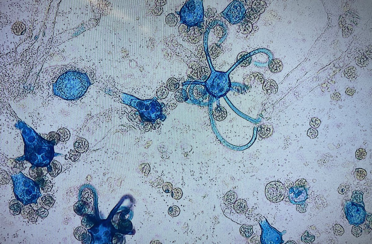 Henry Ford Hospital Infectious Diseases Fellowship tweet media