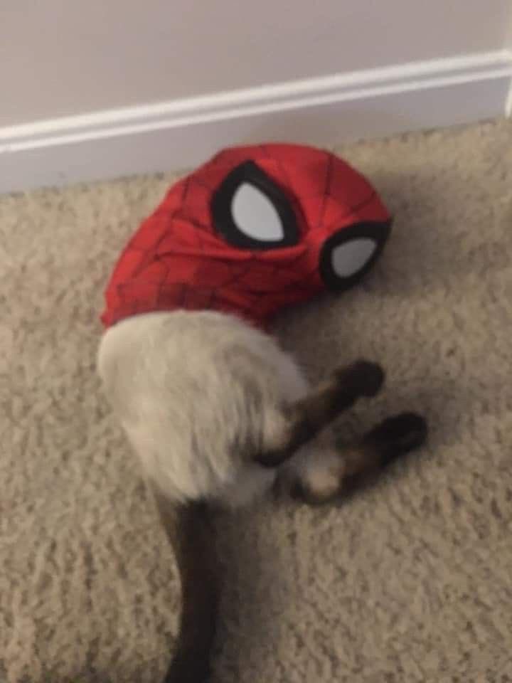 CATBRAINCELL's tweet photo. The new Spiderverse movie looks so good https://t.co/dhXfCHGSvb