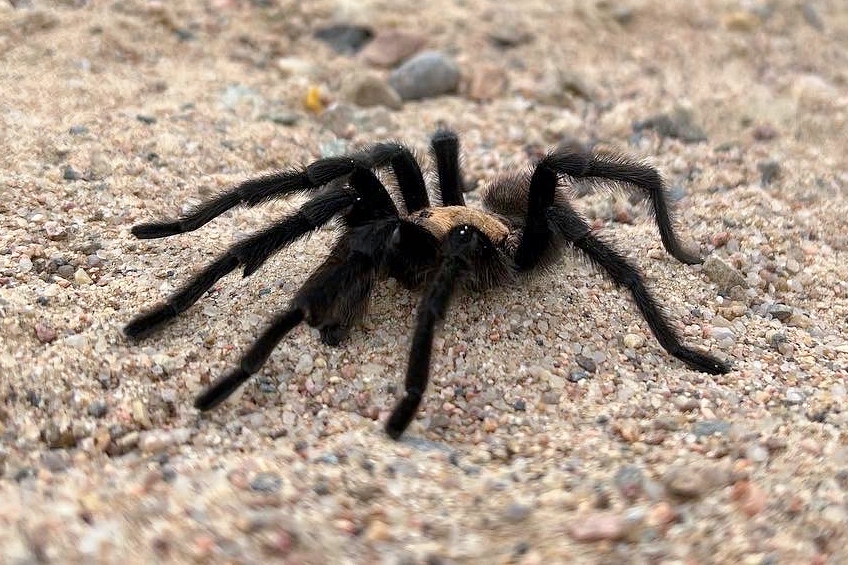 CPW_SE's tweet photo. It's tarantula mating season (often mistaken for a migration) and normally reclusive males reaching adulthood emerge to find an 8-legged mate. No reason to fear them. The big, hairy brown spiders are slow, gentle and not interested in people. (1/2) https://t.co/xogfap3j5Y