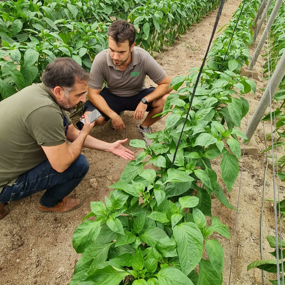 Invernadero Inteligente tweet media