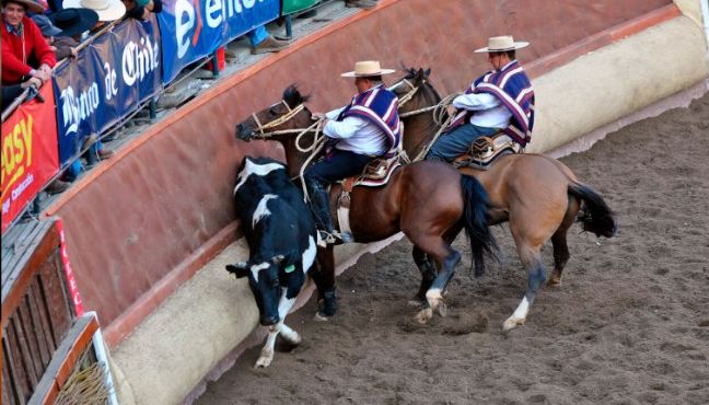 ⛔🇨🇱 ONG Animal Libre solicitó a Comité Olímpico quitar al rodeo su condición de "deporte nacional"
"El maltrato, el estrés, sangramiento,lesiones internas, como los golpes del colero para moverlo, han sido documentados en forma suficientemente profusa" radiosregionales.cl/ong-solicita-a…