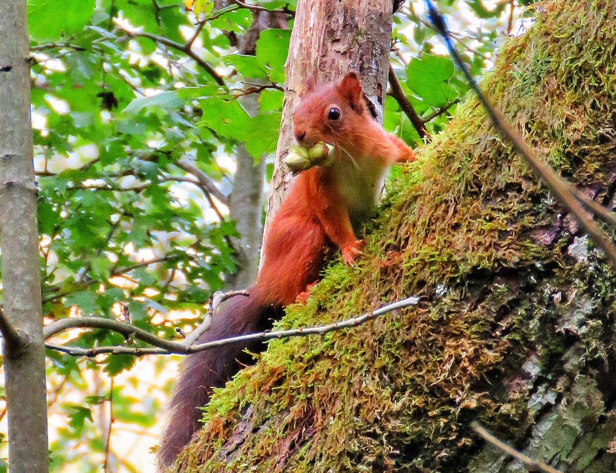 oldcrofthouse's tweet photo. #firstsignsofautumn #smardaleviaduct @EdenViaducts @cumbriawildlife #YorkshireDalesNationalPark #wildlifewalks #hawthornberries #rosehip #redsquirrel #preparingforwinter #hazelnuts #walksinnature #autumnwalks #wildlifewatching #kirkbystephen #cumbria @VisitEden https://t.co/2raXeqz5M2