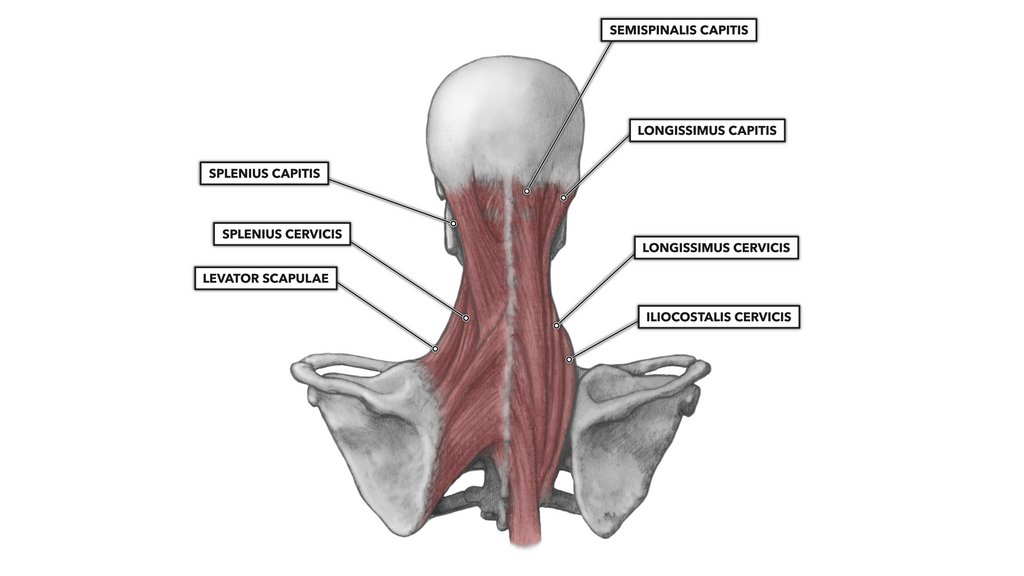 PhysioNetwork's tweet photo. 💡 Neck exercises don't need to be specific? 

🧐 A six-week exercise program specifically targeting the lower deep neck extensors lead to comparable outcomes as a general neck extensor exercise program in women with chronic idiopathic neck pain.

📲 https://t.co/4rjn1k0hyn https://t.co/721WJLMpz3