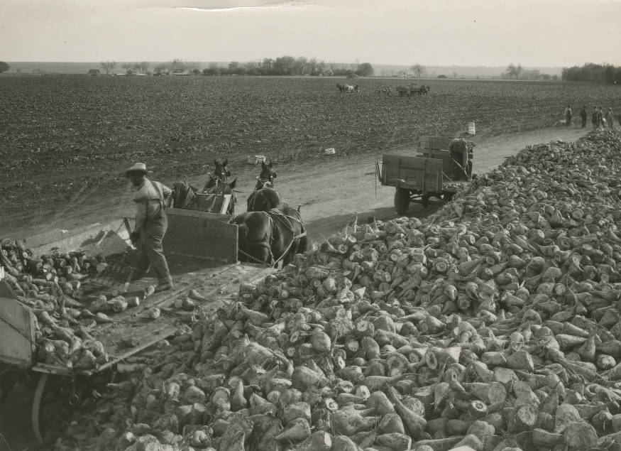 Old Colorado Photos on Twitter "Using pitchforks, men unload sugar