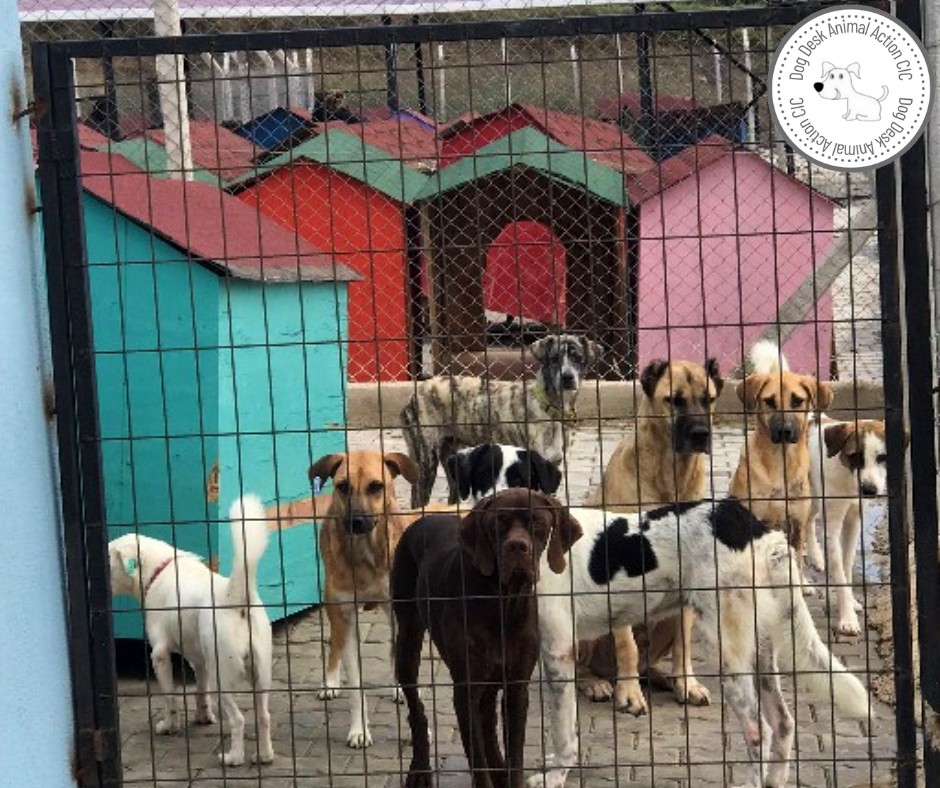 These are the faces of #dogs who have not had second breakfast 😮 The staff need to get a wriggle on or there will be trouble 😂😂😂 #dogsoftwitter #RescueDogs