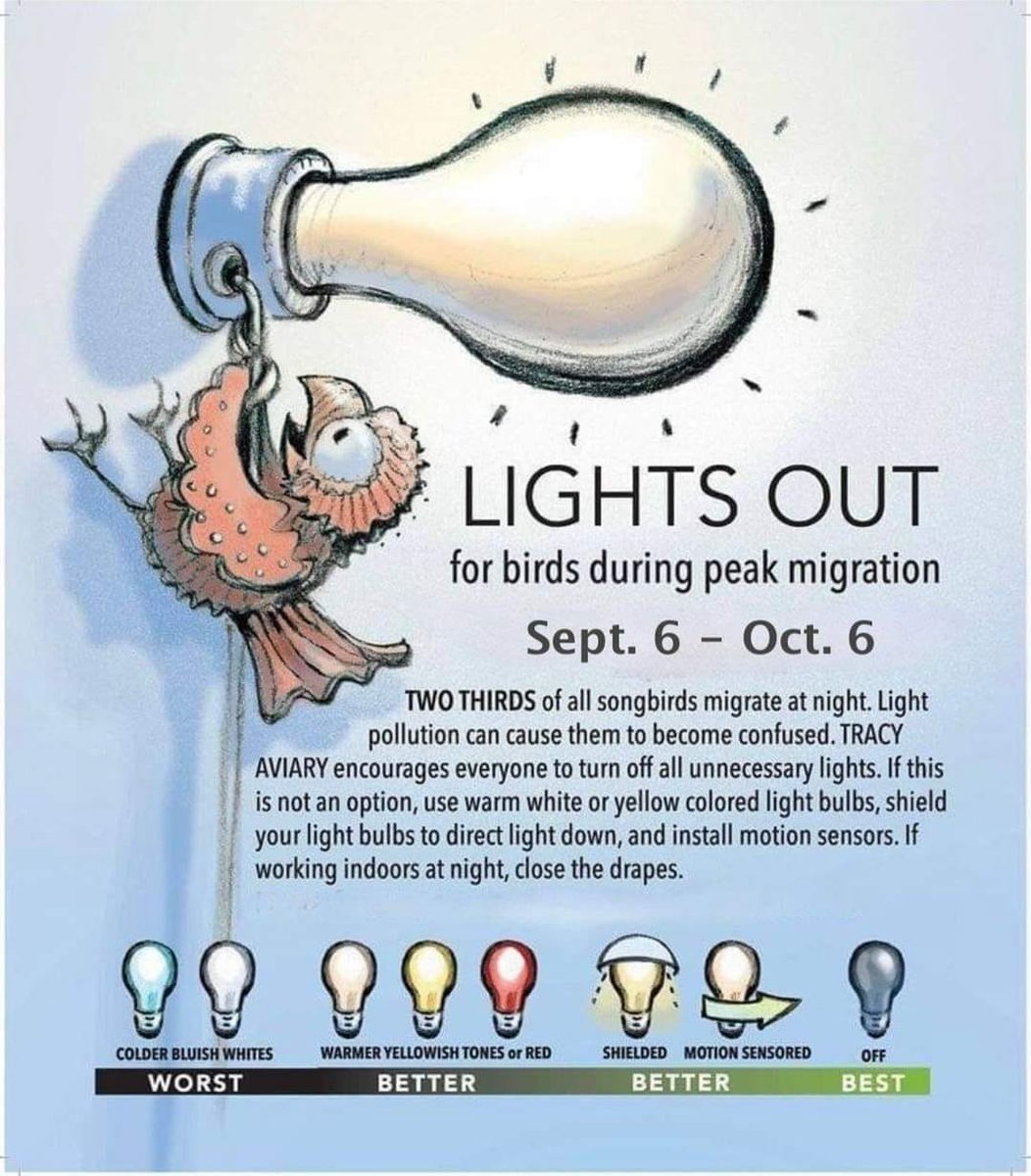 georginalibrary's tweet photo. To help our feathered friends. 👍 https://t.co/fN96gUcx0v