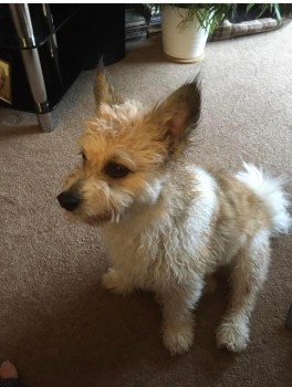 millypod1's tweet photo. SONNY HOME SAFE. THANKS FOR RT'sπππΎ
14 SEPT 2022 #Lost SONNY #ScanMe #Tagged
Beige / White Terrier Cross Male
Village Gardens #Ewell #Epsom #Surrey #KT17
SIGHTINGS PLZ βοΈ**
https://t.co/Un1NVV16cJ https://t.co/WDZVrJk4ep