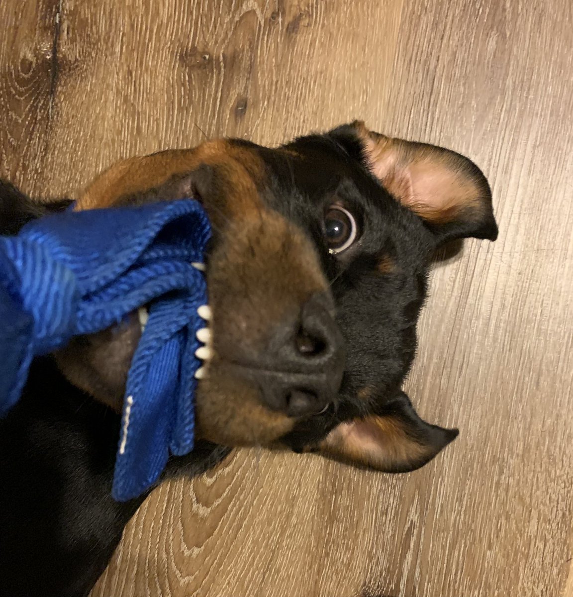 Hey #rottweilerpuppy #BearImYourHuckleberryLowe #Rottie