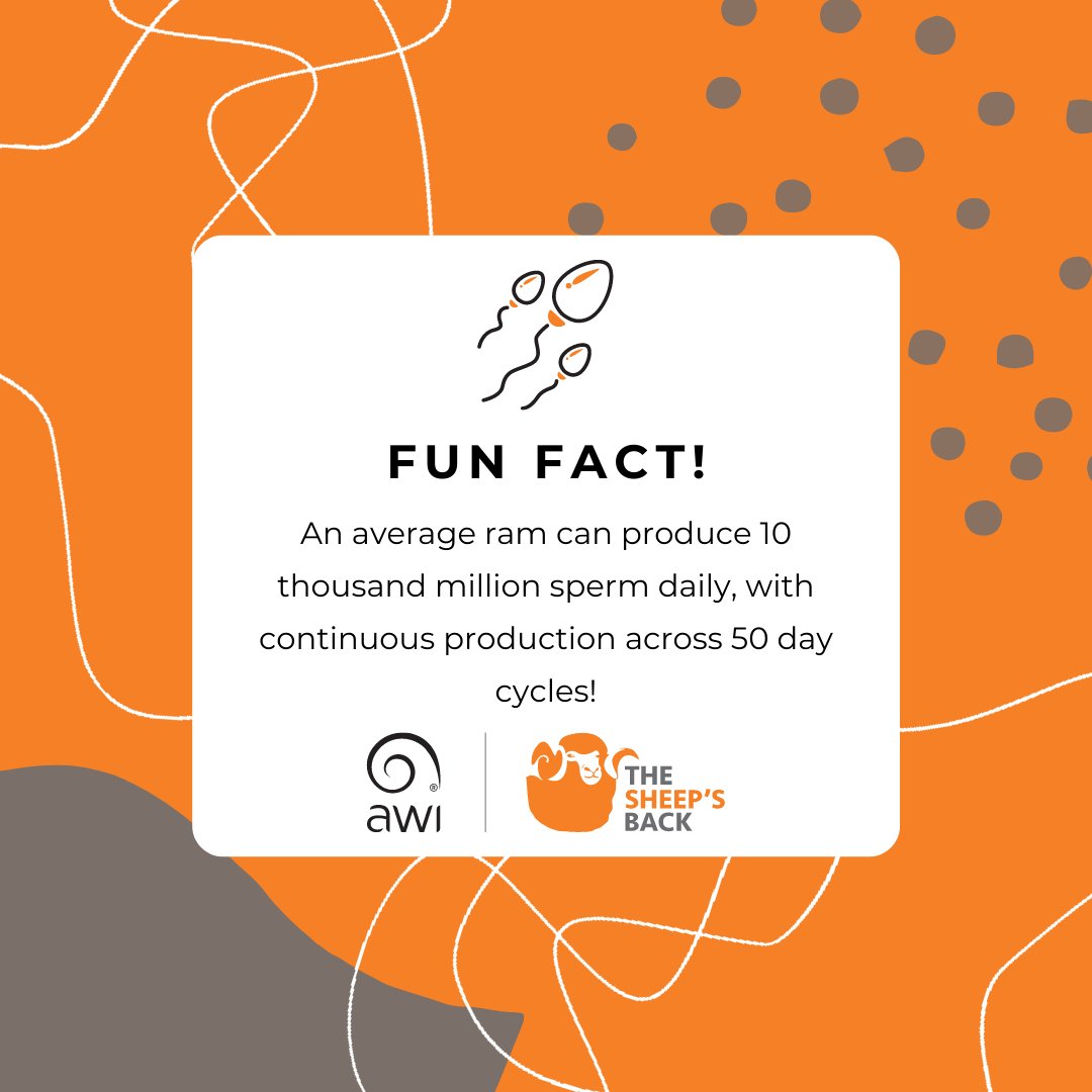 AWIExtensionWA's tweet photo. If a ram is not healthy, it takes 6 week for sperm production to return to normal. #FridayFacts
Want to learn to to assess your rams for health problems before joining? Why not host a #RAMpingUpRepro workshop in your area? ๐
@woolinnovation https://t.co/dZmaZ7Jdke