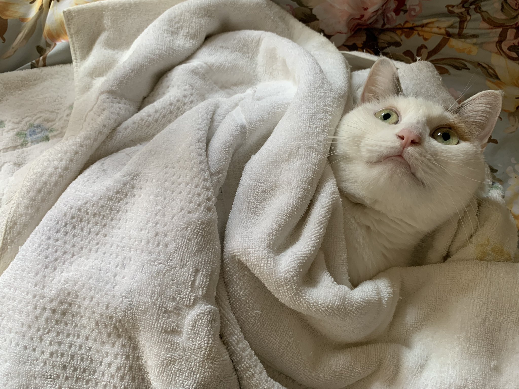 三毛猫好き Twitter Search Twitter