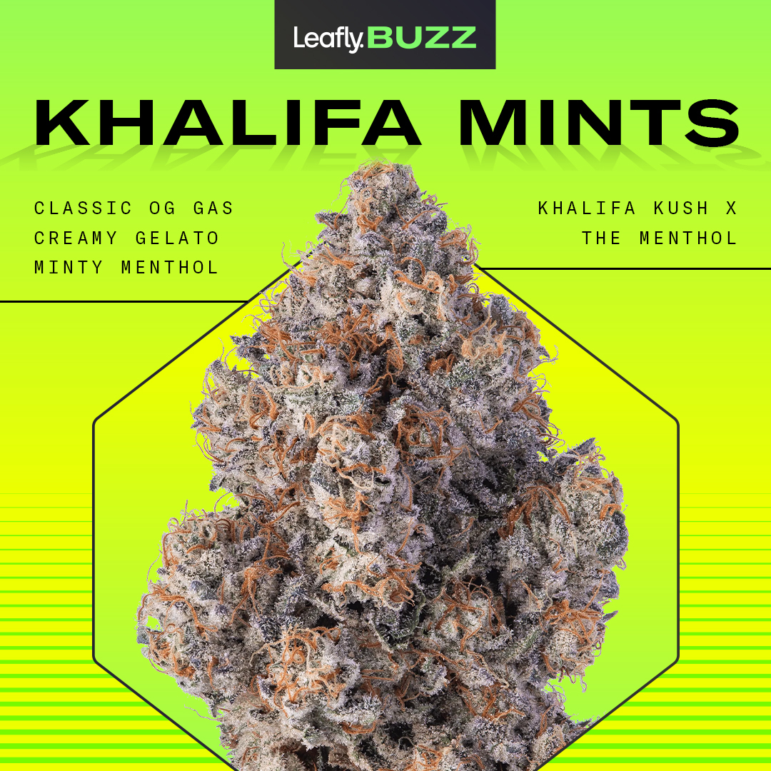 Leafly's tweet photo. Wiz Khalifa dropped a second strain #KhalifaMints and the people are checking for it. It's up 58% 📈 in Leafly's data grinder. See what all the hype is about: https://t.co/8Sg0rUDtlk 🔥 https://t.co/ppYcGMTuj5
