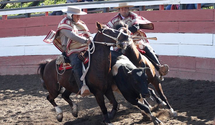 63 %  de encuestados según Criteria dice que el rodeo debe ser considerado maltrato animal.
62 % de electores RECHAZARON 
el artículo 131 de la propuesta constitucional que reconocia sintiencia de los animales y que garantizaba una vida libre de maltrato.