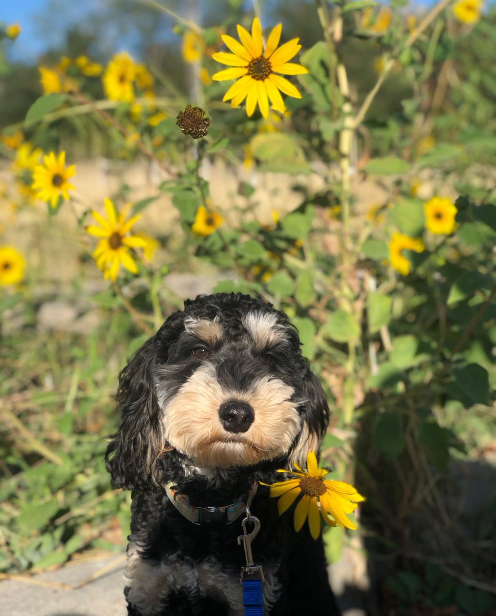 snapleash's tweet photo. Peace. Love. Sunshine &amp; Sunflowers!  😍😍 

#snapleash #cutedogs #dogs #doggo #doggies #austalianlabradoodle #doglover #bestbuddies #cutepuppy #dogsoftwitter https://t.co/RETYTJnmaL