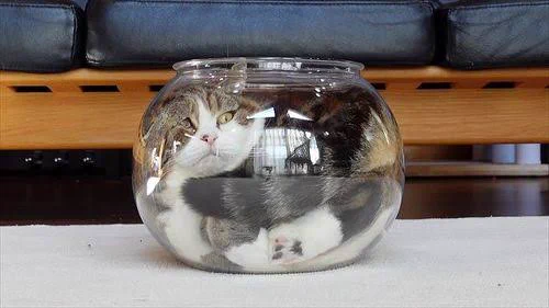 @Temir_xtn 猫さんは液体にもなるし、美少女にもなれるし、とりあえず最高ってこと🐱 